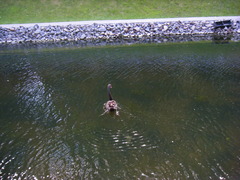 Cygnus atratus