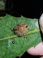 Nitor wiangariensis