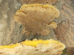 Fuscoporia gilva