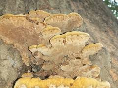 Fuscoporia gilva