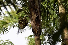 Syagrus picrophylla