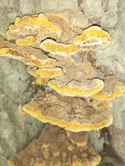 Fuscoporia gilva