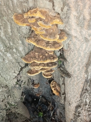 Fuscoporia gilva