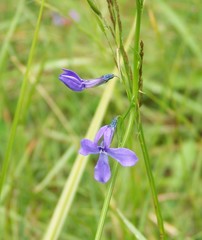Lobelia anatina