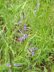 Lobelia anatina