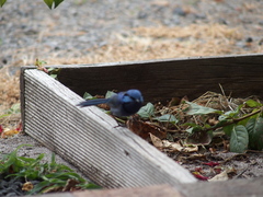 Malurus splendens splendens