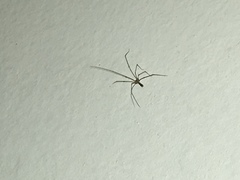 Pholcus phalangioides