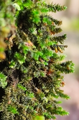 Cryphaea heteromalla