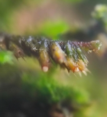 Cryphaea heteromalla