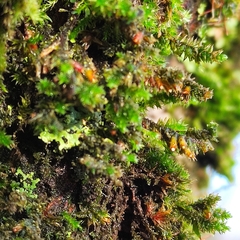 Cryphaea heteromalla