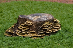 Trametes polyzona