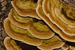 Trametes polyzona