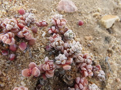 Crassula corallina