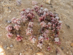 Crassula corallina