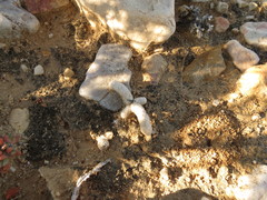 Anacampseros papyracea