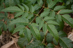 Aralia decaisneana