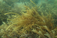 Scytothalia dorycarpa