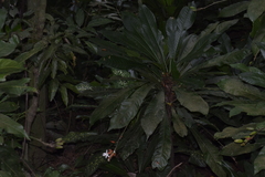Erythrochiton brasiliensis