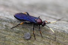 Ichneumon centrator