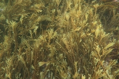 Platythalia angustifolia