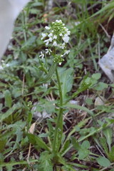 Capsella grandiflora