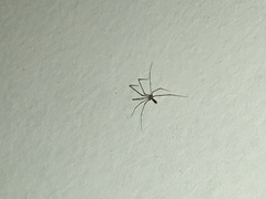 Pholcus phalangioides