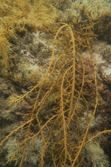 Cystophora moniliformis