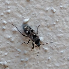 Caprochromus moerens