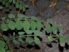 Robinia pseudoacacia