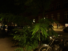 Robinia pseudoacacia