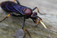 Ichneumon centrator