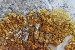 Variospora flavescens