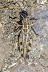Dichroplus maculipennis