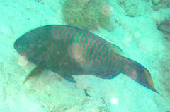 Scarus fuscopurpureus