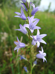 Campanula rapunculus lambertiana