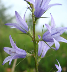 Campanula rapunculus lambertiana