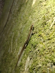 Scincella formosensis