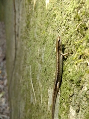 Scincella formosensis