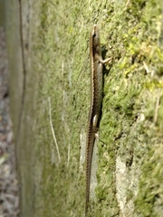 Scincella formosensis