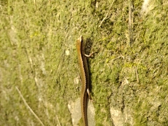 Scincella formosensis