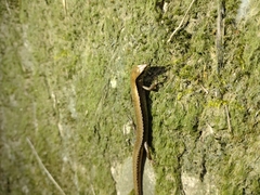 Scincella formosensis