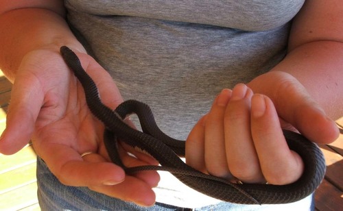 Black File Snake