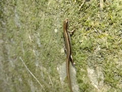 Scincella formosensis