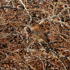 Passer domesticus