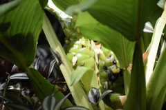 Angiospermae