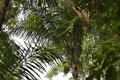 Syagrus picrophylla