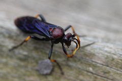 Ichneumon centrator