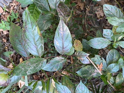 Ehretia resinosa (Ehretia resinosa)