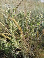 Potentilla astracanica