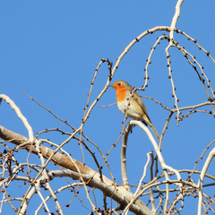 Erithacus rubecula